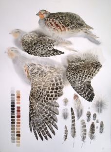 Studies of a Dead Common Partridge (sold)
