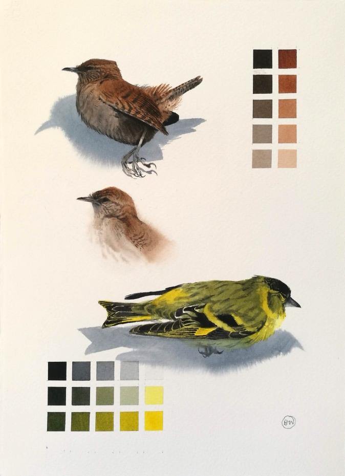 Study of a dead Wren and Siskin (sold)