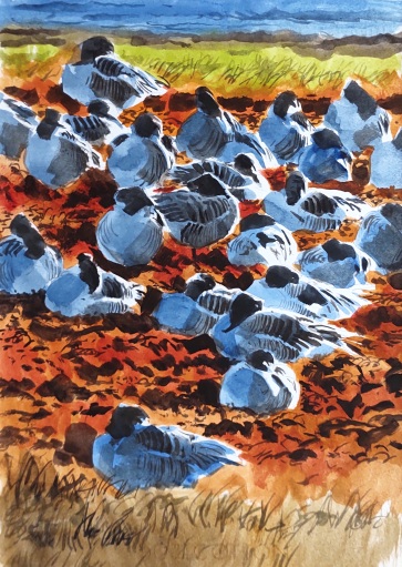 Backlit greylags and ducks, Nexø. Watercolour 350 x 250 mm (sold)
